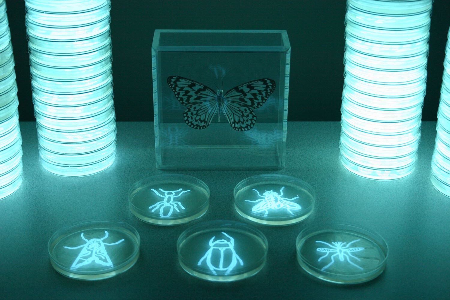 Insecta bioluminescent installation photograph by Hunter Cole